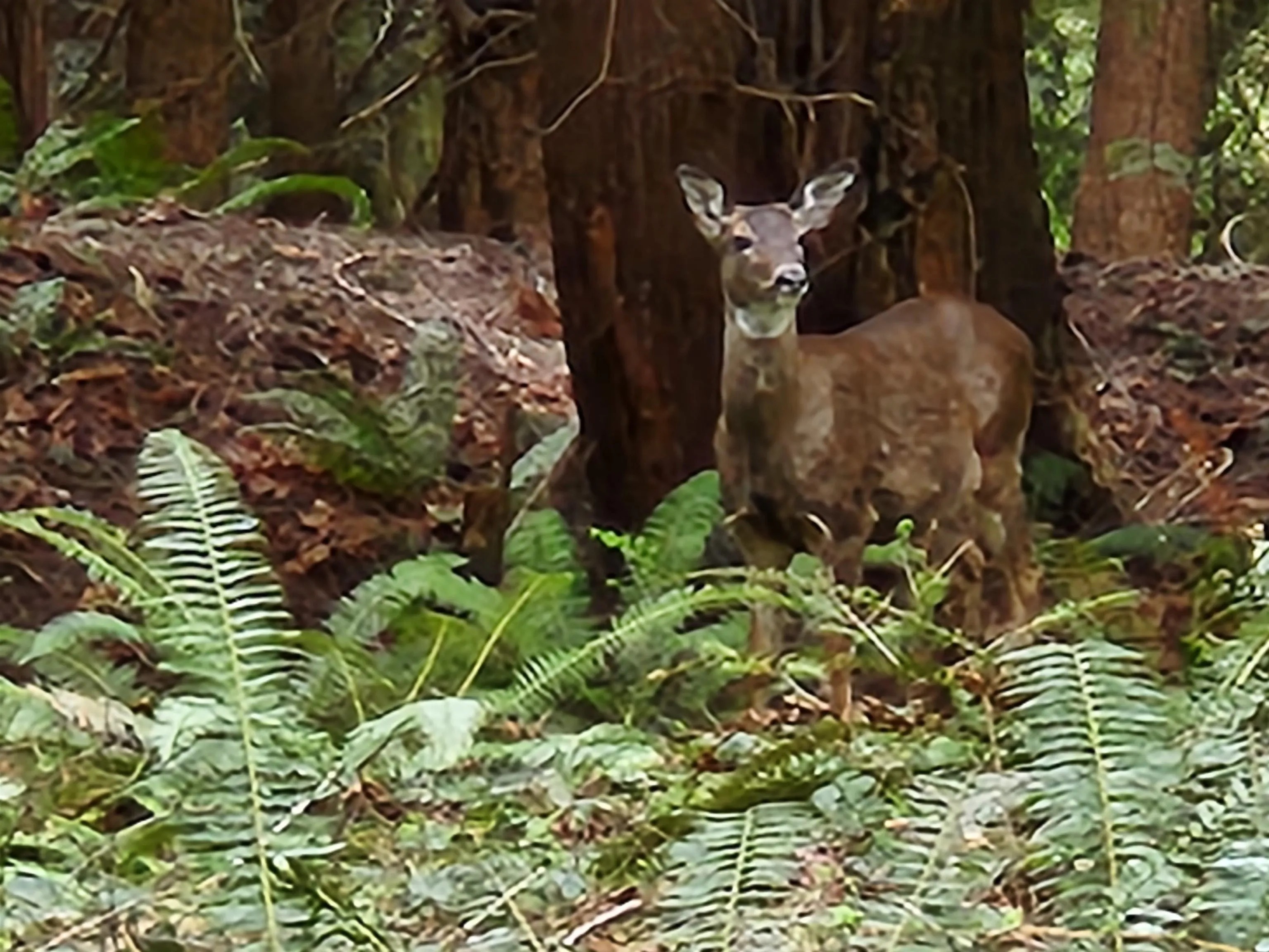 Some of our island residents.