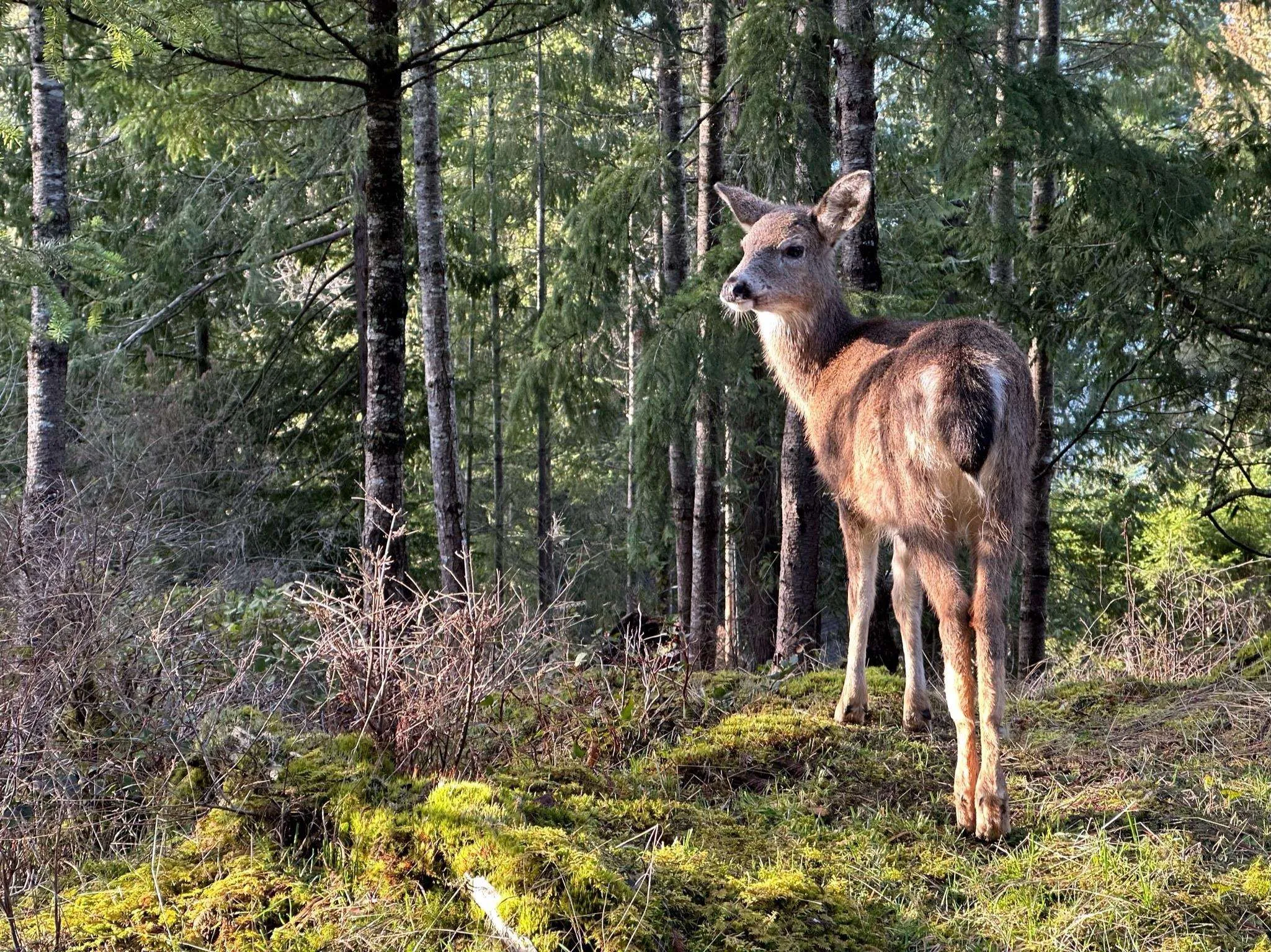 Immerse yourself in the natural beauty of Bowen Island, where deer roam freely amidst birds and other wildlife, creating a serene and picturesque setting for your new home.